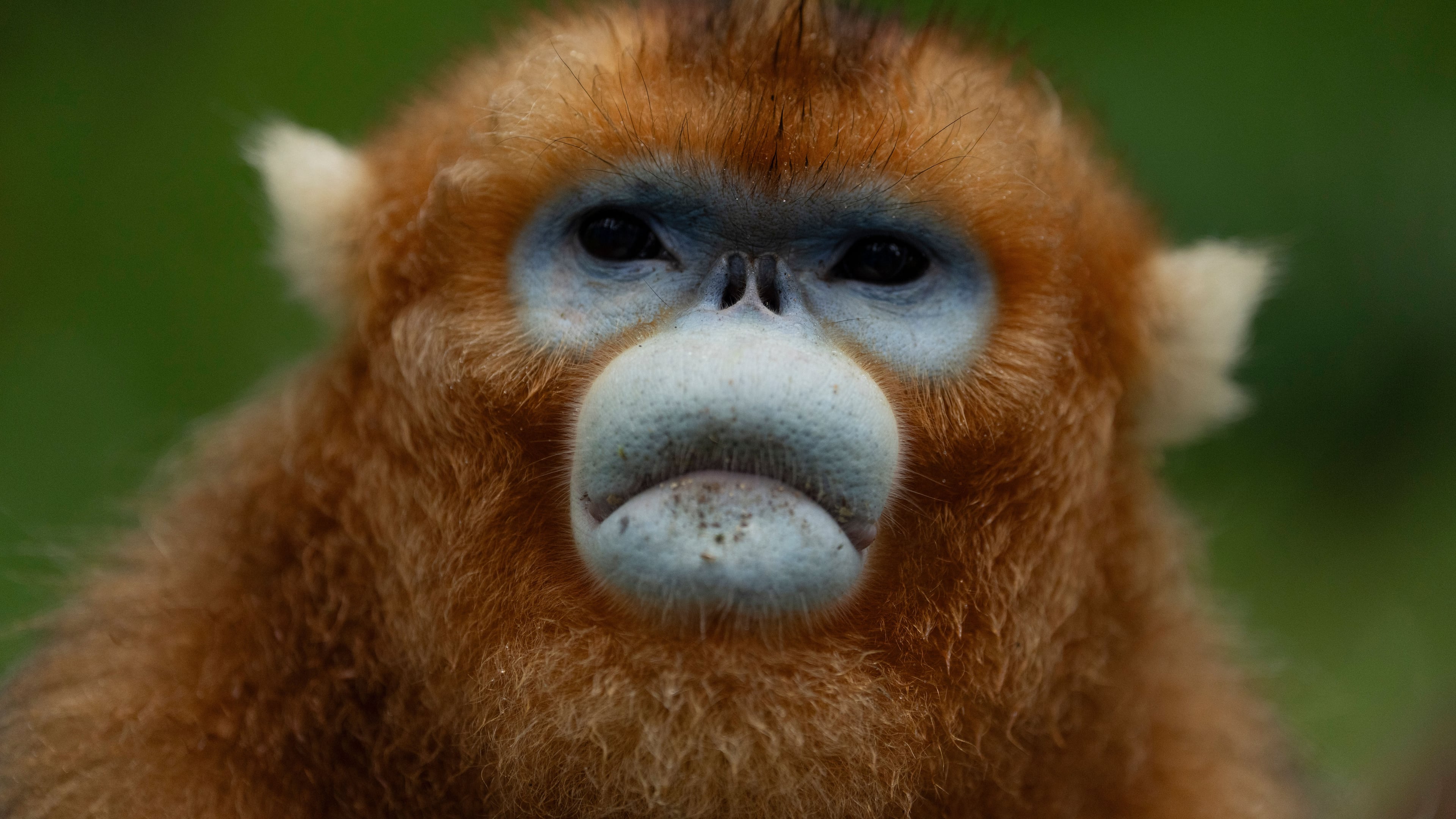 A golden snub-nosed monkey is seen in the Shennongjia National Park in Shennongjia in central China's Hubei province on Wednesday, June 18, 2025. (AP Photo/Ng Han Guan)