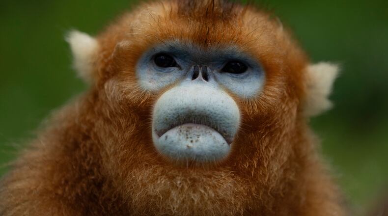 A golden snub-nosed monkey is seen in the Shennongjia National Park in Shennongjia in central China's Hubei province on Wednesday, June 18, 2025. (AP Photo/Ng Han Guan)