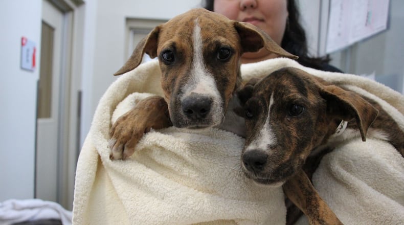 Photo: Courtesy of the Atlanta Humane Society