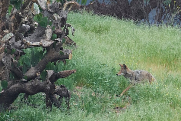 A coyote roams on the edge of the Chaney Trail Corridor, an area affected by the Eaton Fire, in Altadena, Calif., Wednesday, April 23, 2025. (AP Photo/Damian Dovarganes)