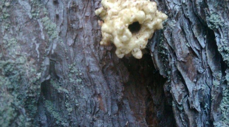 Blobs of dried sap reveal the presence of pine beetles. WALTER REEVES