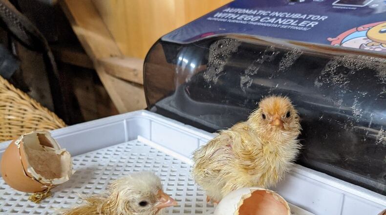 Students High Meadows School in Roswell learn about a subjects including avian embryology. These chicks, less than 24 hours old, hatched in the incubator overnight. The children came to school to find several chicks had emerged from the egg shells that are beside them. COURTESY OF HIGH MEADOWS SCHOOL