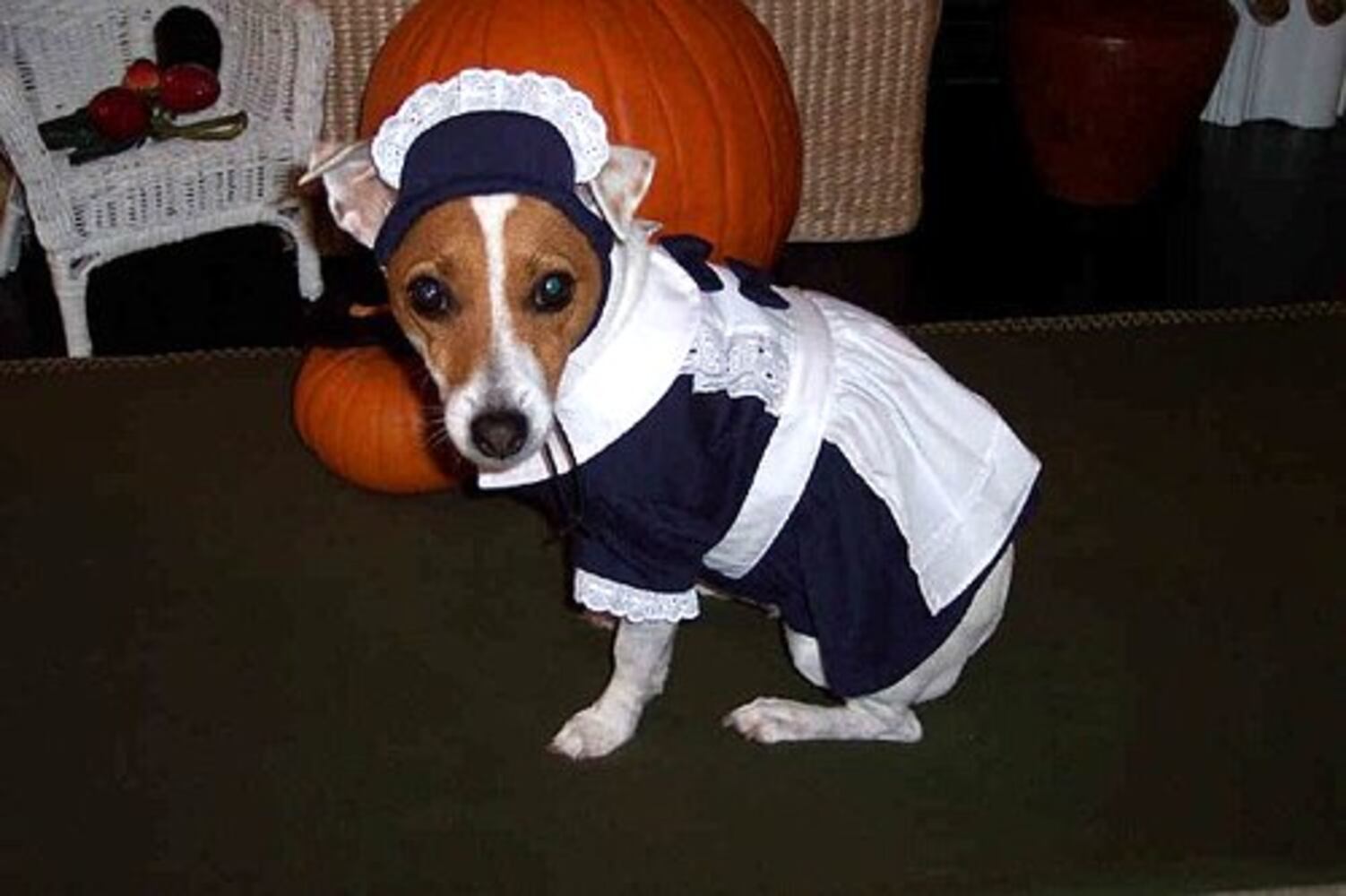 2007 Halloween Pets: Part 5