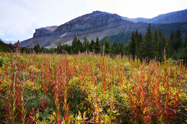 FILE - Wildflowers near Hidden Lake are seen in Banff National Park, Sept. 1, 2022. (Todd Korol/The Canadian Press via AP)