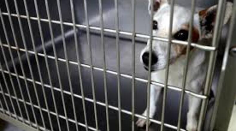 The Gwinnett County Animal Shelter has issued a seven-day quarantine of animals due to illness. File Photo