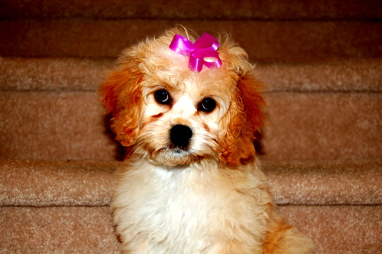 Cutest pets