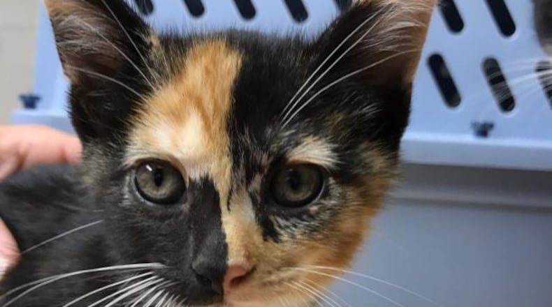 Cats and dogs offered for adoption in Fayette County may be spayed and neutered first if shelter policy is revised. Courtesy Fayette County Animal Shelter