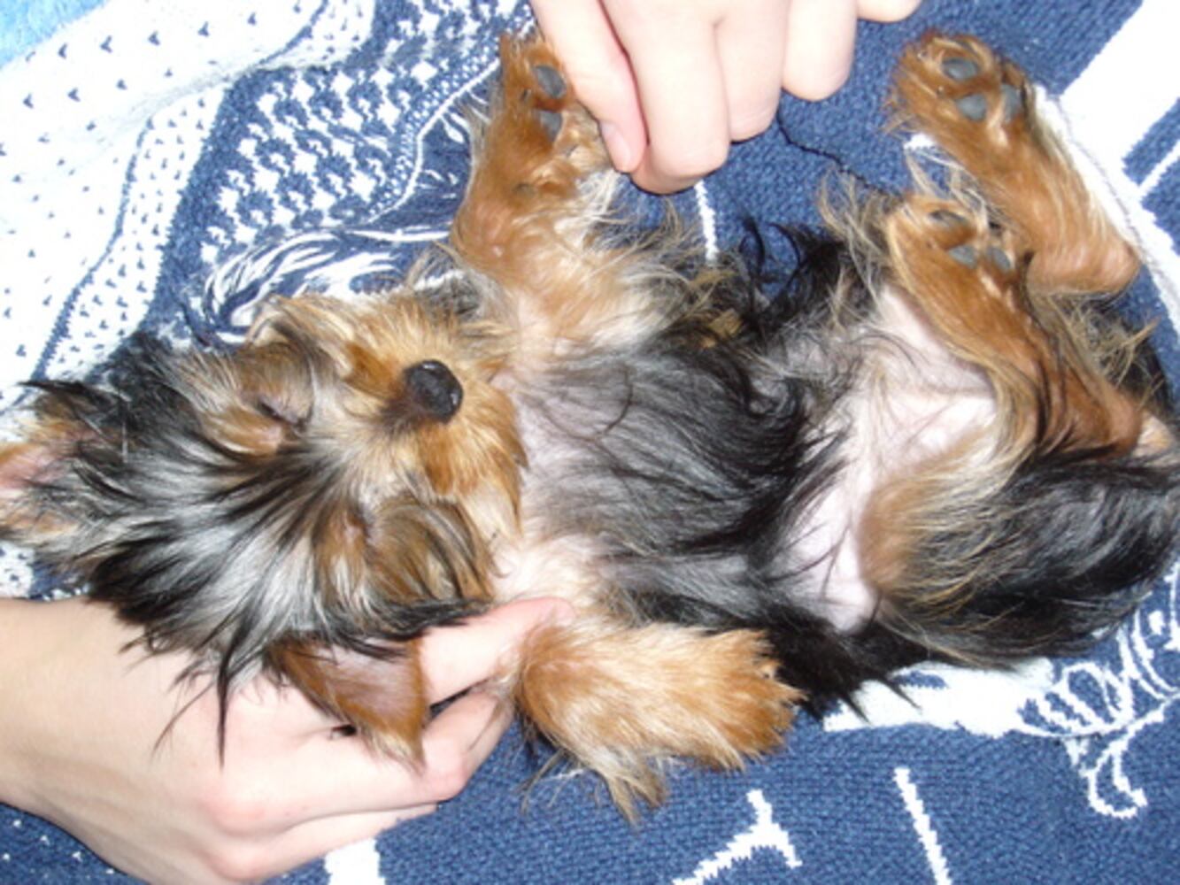 Atlanta's Top Dogs: 6. Yorkshire terriers