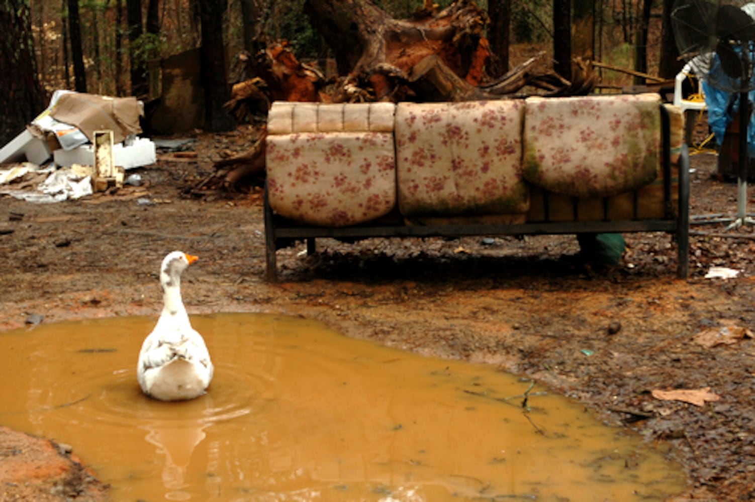 House replaces trailer but peacocks, emus, goats remain