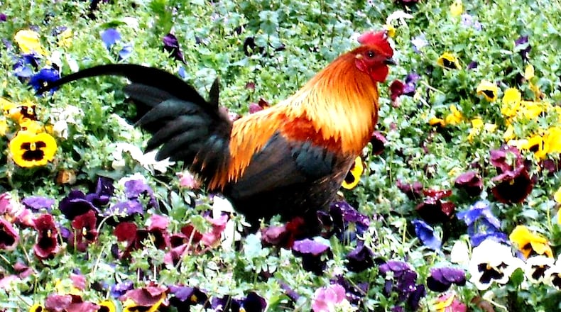 This is a Burmese chicken, one of many that live wild in downtown Fitzgerald. In 2000 the town switched its Rattlesnake Roundup to become the Fitzgerald Wild Chicken Festival. Emily Ray