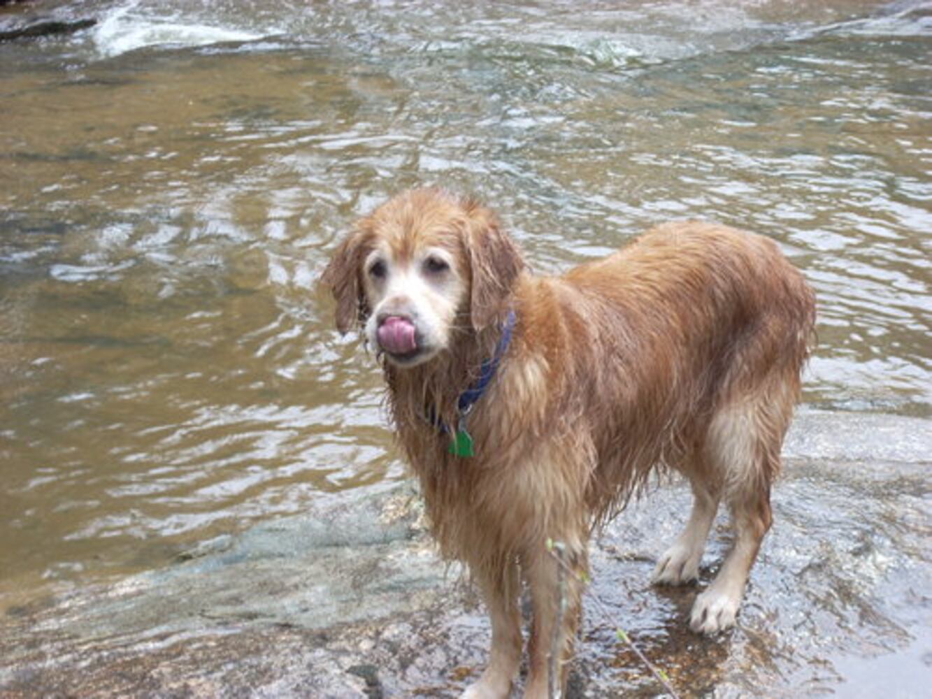 Atlanta's Top Dogs: 2. Golden Retrievers