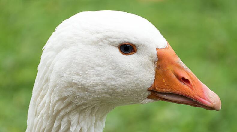 A miniature horse named Waffles and a farm goose named Hemingway are up for adoption in Bucks County, Pennsylvania.