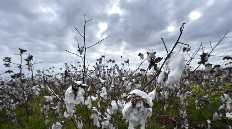 February 5, 2019 Leesburg - Destroyed cotton field is shown in Leesburg on Tuesday, February 5, 2019. South Georgia farmers have been hit three times in the past four months, first by Chinese tariffs after the Trump trade war, then by Hurricane Michael and following bad weather, then by the government shutdown, closing local Farm Service Agency offices at a time when farmers should have been collecting disaster payments and beginning to apply for loans for the coming year. HYOSUB SHIN / HSHIN@AJC.COM