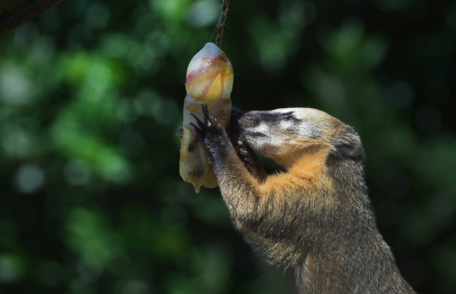 Summertime photos: Animals chill out at zoos