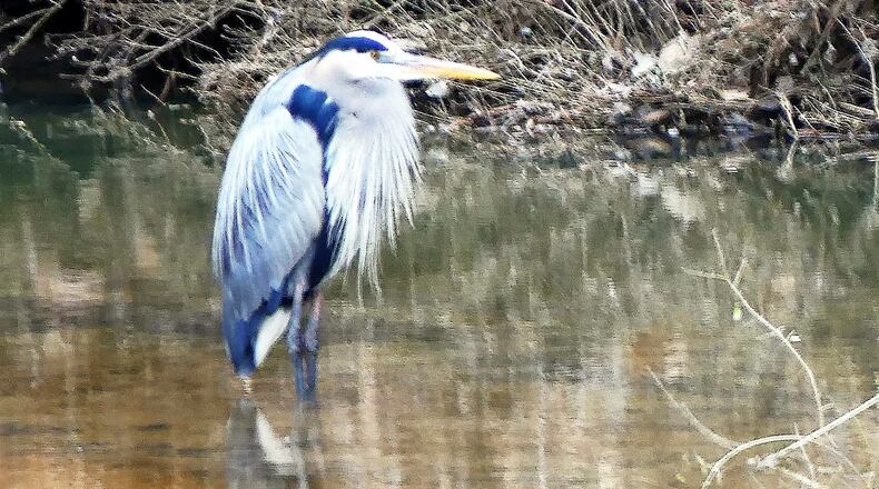 This great blue heron, standing in a creek last week in the Clyde Shepherd Nature Preserve in DeKalb County, already is in its bright breeding plumage. (Charles Seabrook for The Atlanta Journal-Constitution)