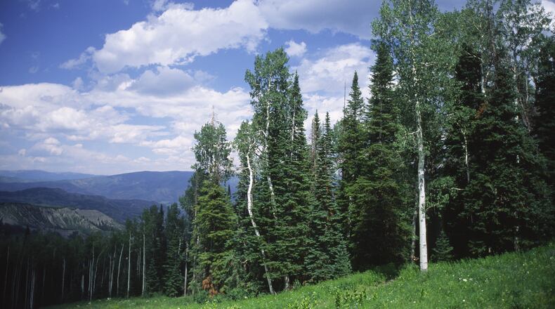 An aspen forest in Colorado's Rocky Mountains near Snowmass Resort on a summer day. (Oleksandr Buzko/Dreamstime/TNS)