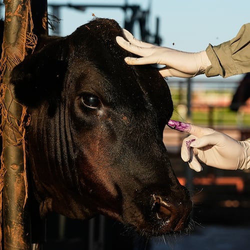 A veterinarian applies antibiotics to a calf's injured eye during an inspection for export to the United States at a regional cattle ranchers' association in Hermosillo, Mexico, on Tuesday, Aug. 18, 2026. (AP Photo/Fernando Llano)