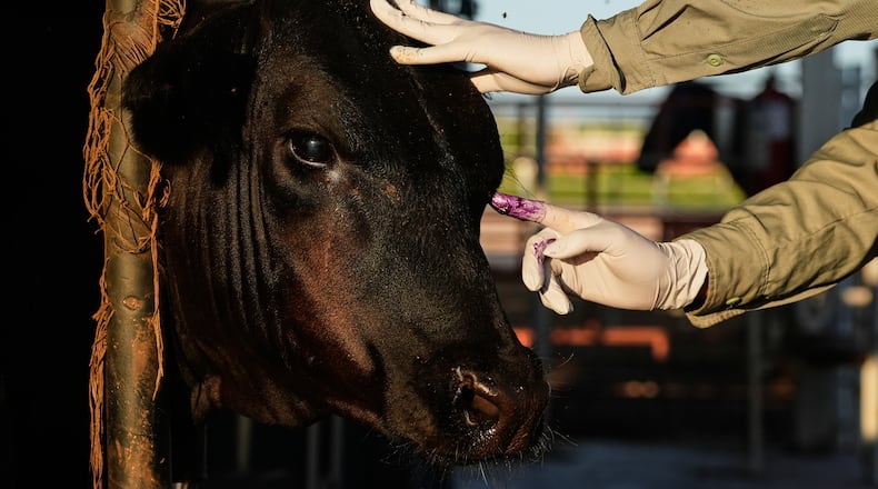 A veterinarian applies antibiotics to a calf's injured eye during an inspection for export to the United States at a regional cattle ranchers' association in Hermosillo, Mexico, on Tuesday, Aug. 18, 2026. (AP Photo/Fernando Llano)