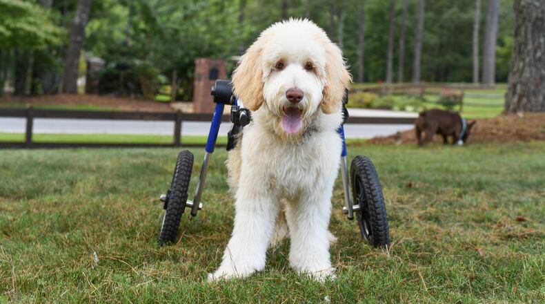 Benny, a 7-month-old paralyzed goldendoodle, was recently shown using his wheelchair ramp for the first time in an online video viewed over 141,000 times. (Photo provided/The Tucker Farm)