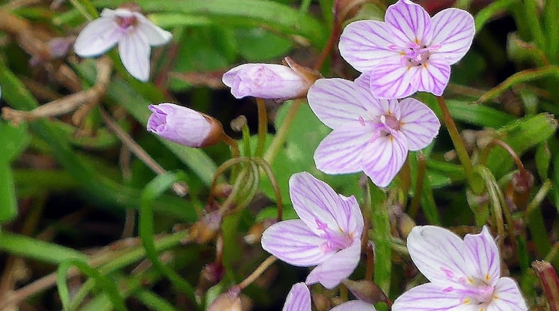 The spring beauty (Claytonia virginica) is one of the perennial wildflowers now blooming across Georgia. (Charles Seabrook for The Atlanta Journal-Constitution)