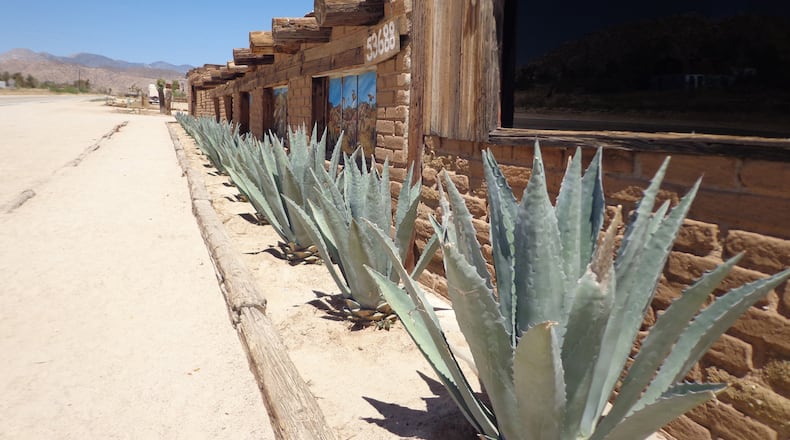 These Agave americanas have been tip-snipped to improve safety of those using this parking strip. (Maureen Gilmer/TNS)