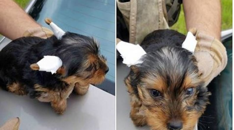 Puppies were rescued after alleged thieves sped off in a Mercedes. (Credit: Georgia Department of Public Safety)