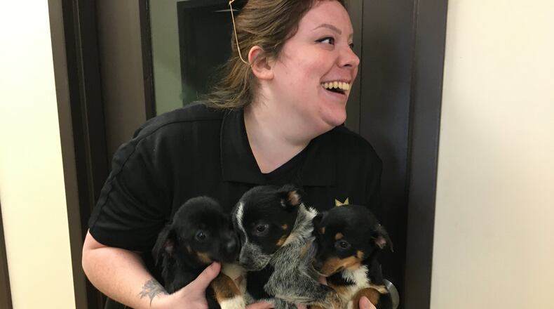 Greene County Animal Control Officer Chloe Hofstetter carries three puppies the shelter is looking to adopt out. Cobb is weighing a ban on pet sales as advocates urge people to adopt from shelters instead. RICHARD WILSON/STAFF