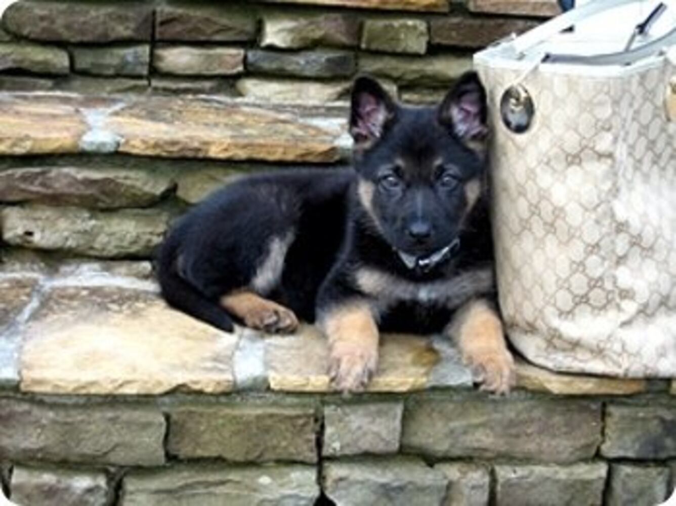 Atlanta's Top Dogs: 3. German Shepherds