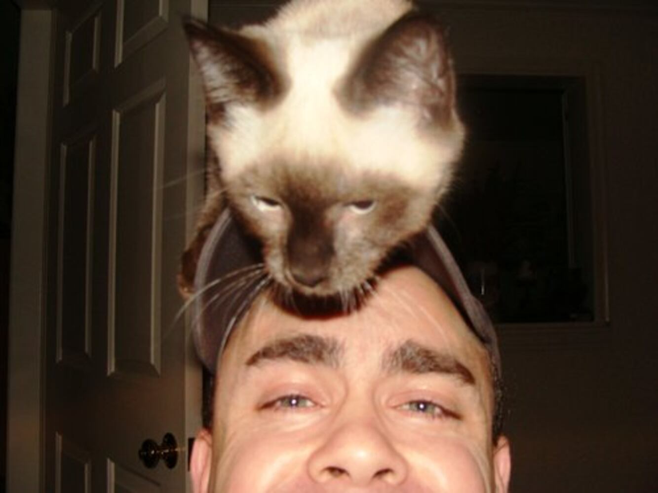 Cats Rule: Check out Sneaky Cats in Action