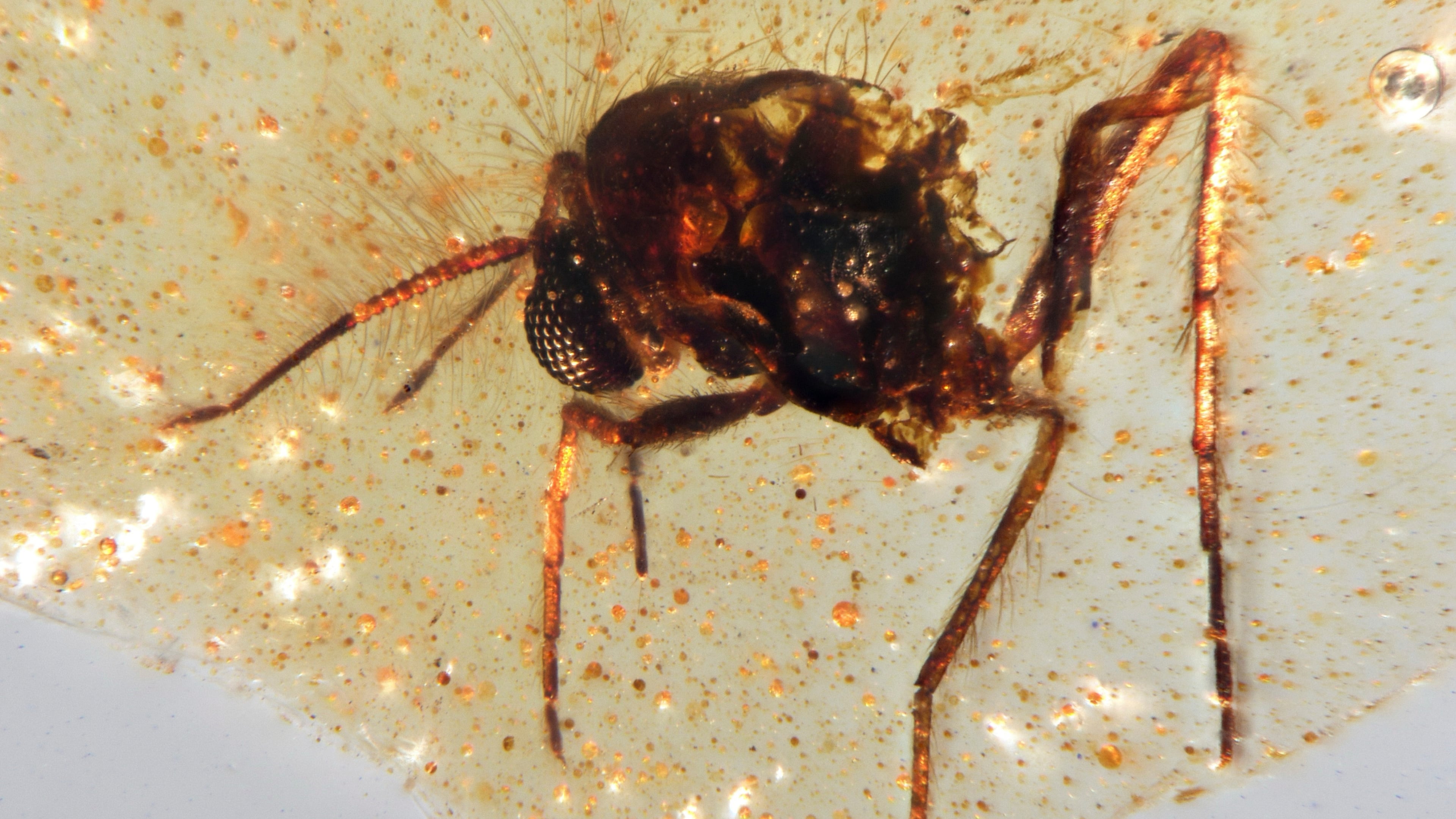 This photo provided by researchers in September 2025 shows a Diptera Nematocera fly of the family Chironomidae (non-biting midges) trapped in a Cretaceous-era amber sample discovered in Ecuador. (Mónica Solórzano-Kraemer via AP)