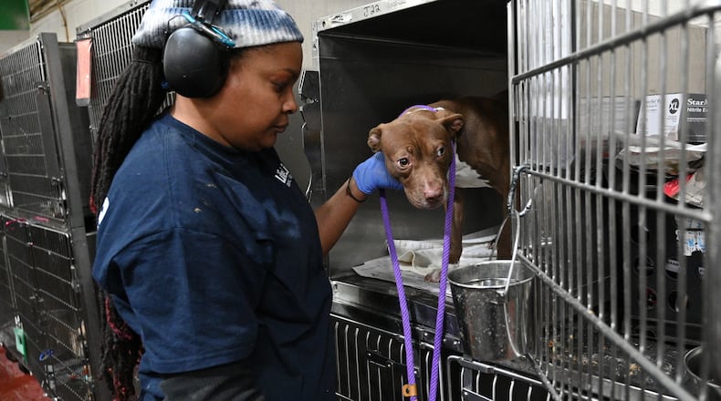 Demene Thedford, kennel taker, take a dog for an exercise at Fulton County Animal Services, Thursday, March 16, 2023, in Atlanta, GA. The existing 1978 building has been overcrowded and in disrepair for years. Sometimes eight dogs pack a single a kennel. And the building wasn’t designed to house cats, so they are stacked in a separate trailer. (Hyosub Shin / Hyosub.Shin@ajc.com)