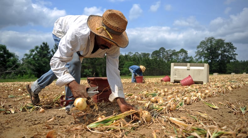 (From left) Eulogio Garcia Chonteco and his son Noe Garcia Marquez harvest Vidalia onions on May 2, 2011.