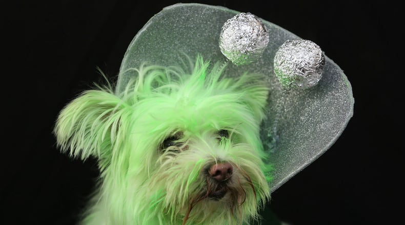 Wilson, a rescued mixed breed, poses as a Martian at the Tompkins Square Halloween Dog Parade on October 20, 2012 in New York City.