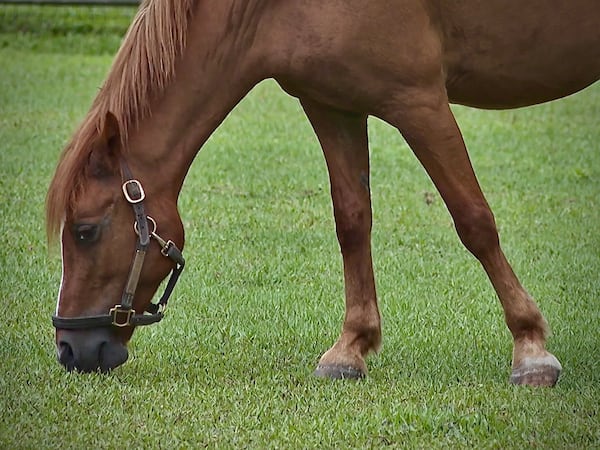 A horse is seen grazing at Pink Flamingo Stables on Tuesday, July 8, 2025 in Lake Worth Beach, Fla. The stable owner has to take extra steps to keep her horses safe and healthy in South Florida's hot and humid climate. (AP Photo/Cody Jackson)