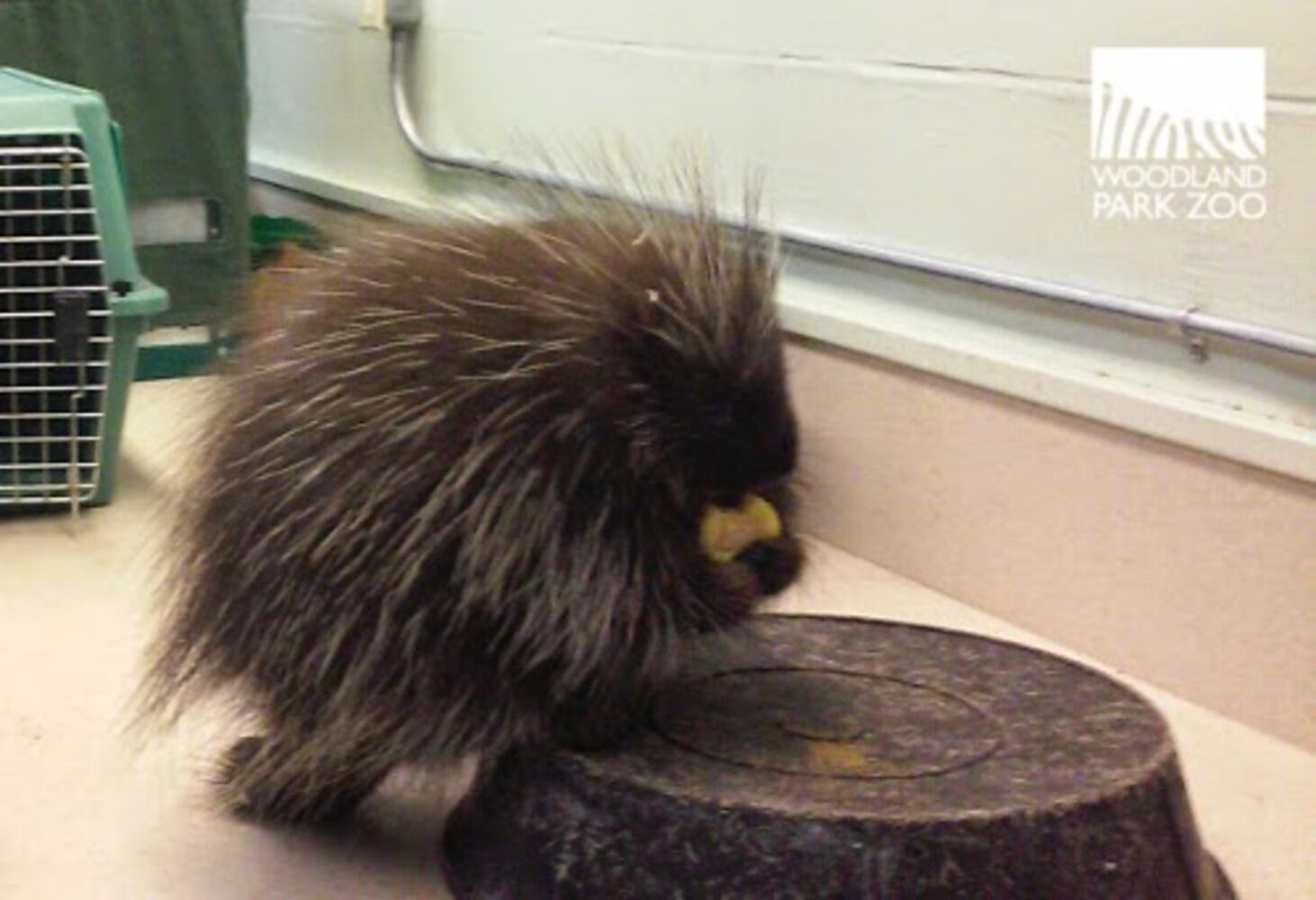 PHOTOS: New porcupette at Woodland Zoo is so cute it hurts
