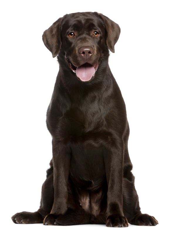Dogs who love playing in the water, like Labrador Retrievers, would probably enjoy a trip to the lake.
