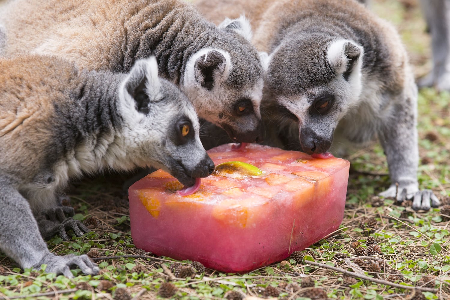 Summertime photos: Animals chill out at zoos