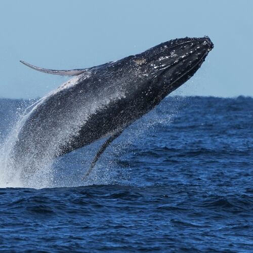 FILE - A humpback whale breaches off the coast of Port Stephens north of Sydney, Australia, June 18, 2025. (AP Photo/Mark Baker, File)