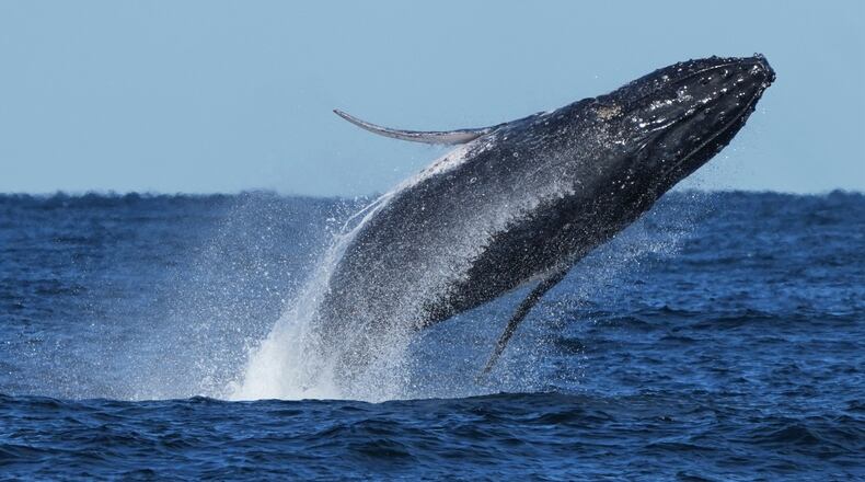 FILE - A humpback whale breaches off the coast of Port Stephens north of Sydney, Australia, June 18, 2025. (AP Photo/Mark Baker, File)
