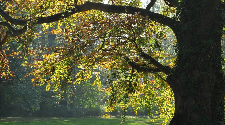 The Peachtree Corners Green Committee is challenging residents to identify the biggest tree in the city. (Courtesy of Peachtree Corners)