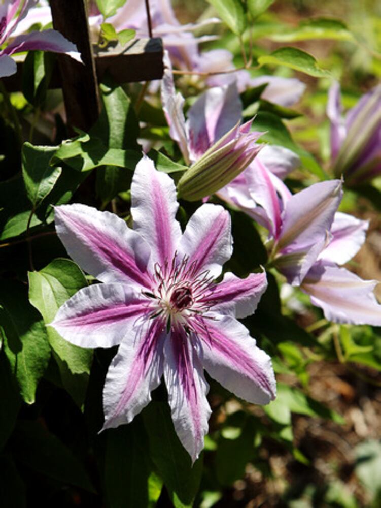 Quick course: What's blooming in metro Atlanta