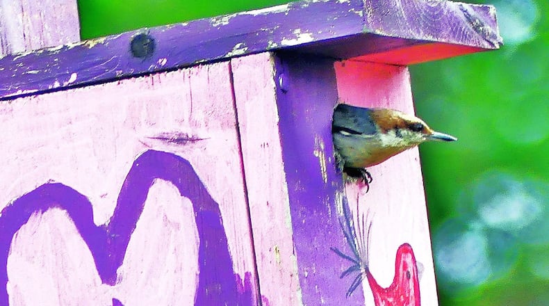 A brown-headed nuthatch emerges from a nest box in DeKalb County after feeding an insect to nestlings. Titmice also appeared to be sharing the same box. CHARLES SEABROOK