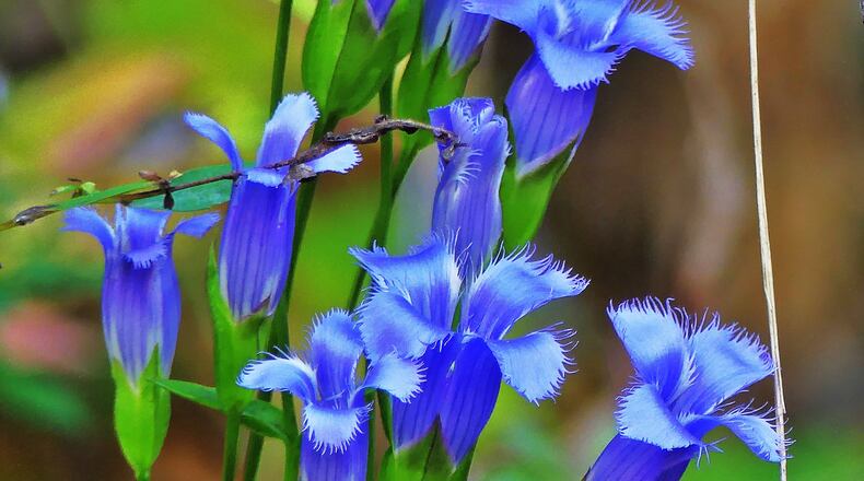 The beauty of the rare fringed gentian has long inspired poets and nature writers. It blooms only in fall, making it one of the last wildflowers to bloom during the year in Georgia. (Charles Seabrook for The Atlanta Journal-Constitution)