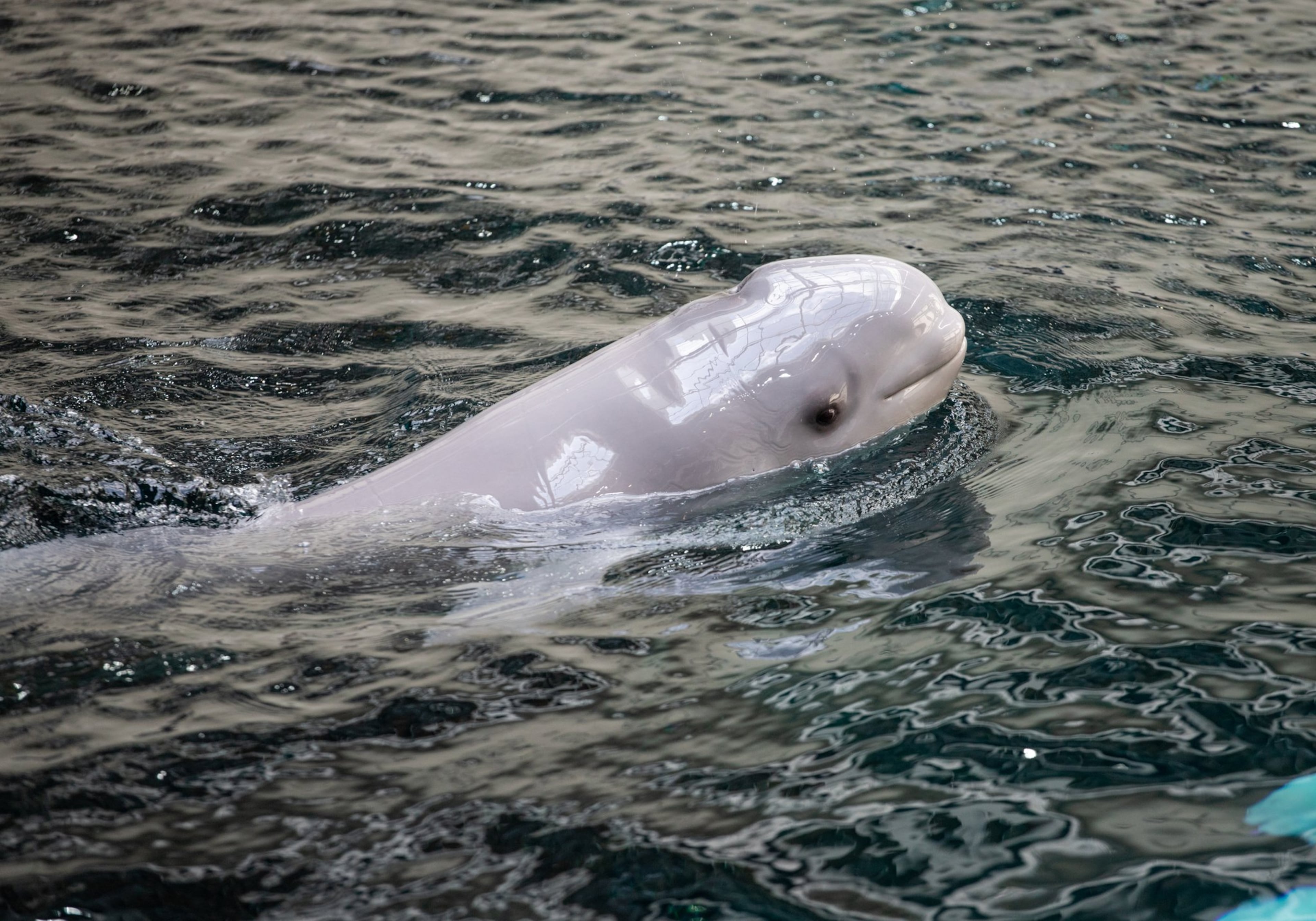 Whisper, a 20-year-old beluga whale, gave birth to this 174-pound calf on May 17, 2020. Contributed