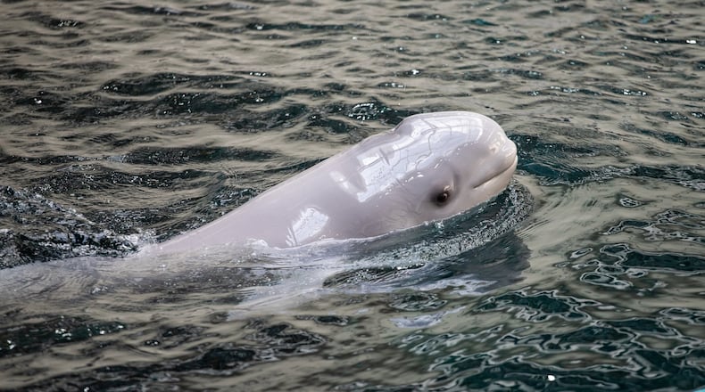Whisper, a 20-year-old beluga whale, gave birth to this 174-pound calf on May 17, 2020. Contributed