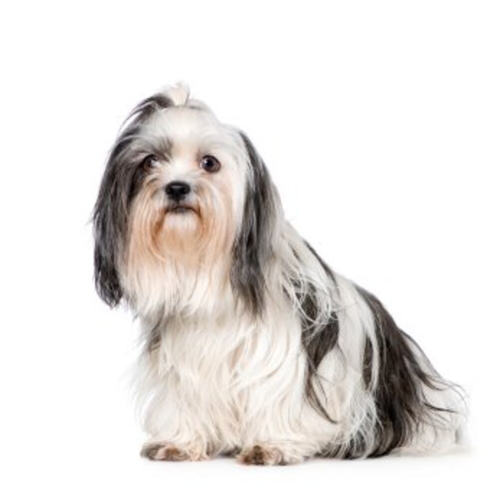 Popular hypoallergenic dogs