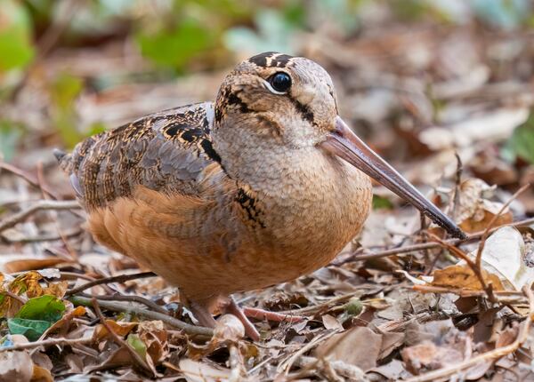 This American woodcock saw you from across the bar and really digs your vibe.