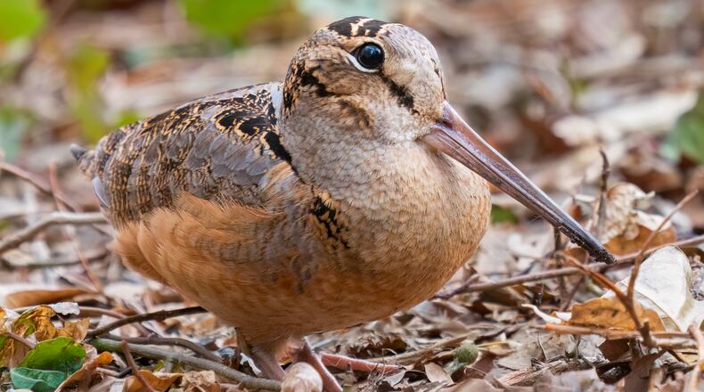 The American woodcock begins performing its elaborate courtship ritual in mid-February in Georgia. Its "sky dance" routine draws attention with spectacular soaring and diving. ("American woodcock (95252)" by Rhododendrites is licensed under CC BY-SA 4.0. To view a copy of this license, visit https://creativecommons.org/licenses/by-sa/4.0/?ref=openverse.)