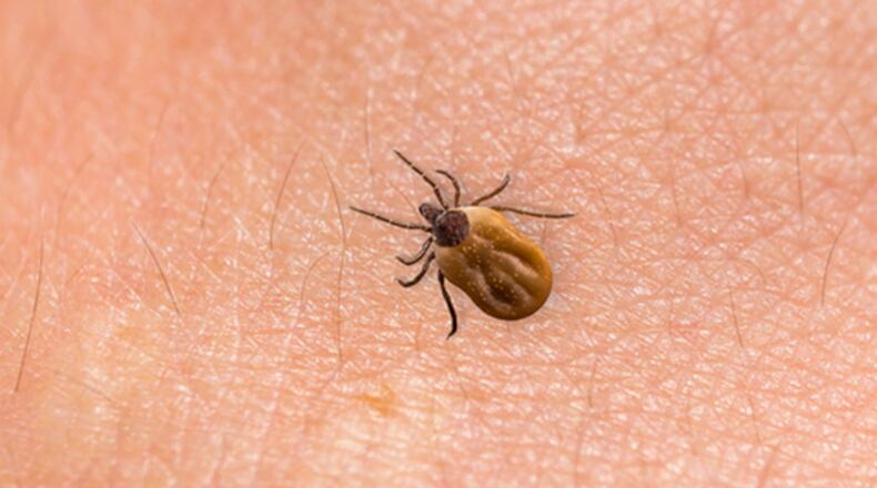 Tick crawling on human body skin (Dreastime/TNS)