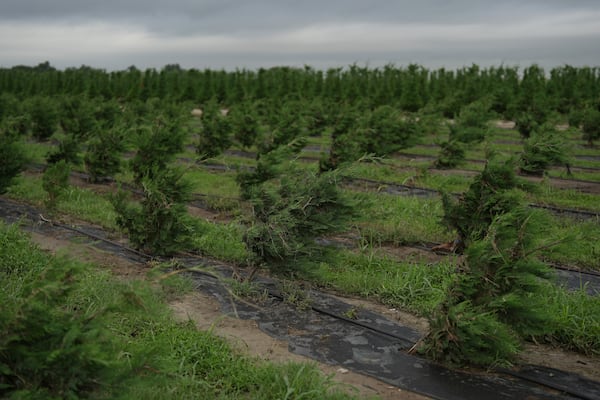 Christmas trees bend toward the ground as a result of recent flooding Wednesday, July 9, 2025, at a farm in Georgetown, Texas. (AP Photo/Joshua A. Bickel)